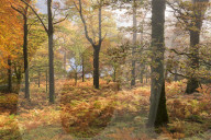Colourful deciduous woodland with autumnal colours, Lake District, Cumbria, England. Autumn (November) 2015.