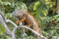 Green Iguana (Latin-Iguana Iguana), Green Iguana Project, San Ignacio, Belize