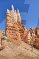 Hoodoos, on the Queens Garden Trail, Bryce Canyon National Park, Utah, United States of America, North America