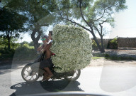 Two young men on a motorbike carrying a very large load of bunched flowers for sale in Pyin Oo Lwyn town, Mandalay, Myanmar.