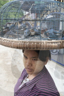 Woman with thanaka on her cheeks and trapped birds in a basket on her head, asking for people to pay to set them free, Mandalay.