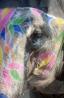 Decorated elephant, Amber elephant sanctuary, near Jaipur, Rajasthan