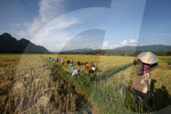 Rice fields with stunning mountain back drop. Farmers harvesting rice.