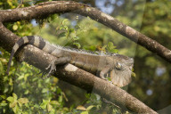 A green iguana (Iguana iguana), also known as the common or American iguana, in the jungle of Costa Rica