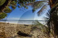 Palm tree at this beautiful surf beach at the southern tip of the Nicoya Peninsula; Santa Teresa, Puntarenas, Costa Rica