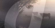 Cow in a field on a misty morning near Potter Heigham, Norfolk, England, United Kingdom, Europe