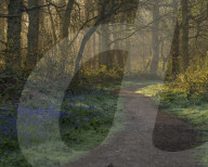 A view of the bluebells in the woodland at Blickling, Norfolk, England, United Kingdom, Europe
