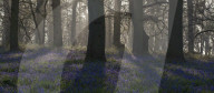 A view of the bluebells in the woodland at Blickling, Norfolk, England, United Kingdom, Europe