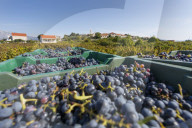 Grape Crop Harvest, Vineyard, Lumbarda, Korcula, Dubrovnik-Neretva County, Dalmatia, Croatia