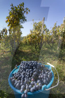 Grape Crop Harvest, Vineyard, Lumbarda, Korcula, Dubrovnik-Neretva County, Dalmatia, Croatia