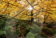 Padley Gorge, Peak District, Derbyshire, England, UK