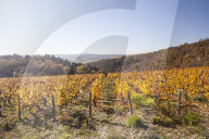 Autumn colour in the vineyards of Irancy, Yonne, Burgundy, France, Europe