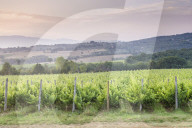 Vineyards near to Montefalco, Umbria, Italy, Europe