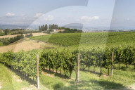 Vineyards near to Todi, Umbria, Italy, Europe