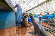 Scenes from the fish market in the port town of Puerto Ayora, Santa Cruz Island, GalÃ¡pagos, Ecuador.
