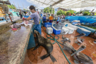 Scenes from the fish market in the port town of Puerto Ayora, Santa Cruz Island, GalÃ¡pagos, Ecuador.