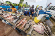 Scenes from the fish market in the port town of Puerto Ayora, Santa Cruz Island, GalÃ¡pagos, Ecuador.
