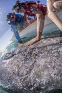 California gray whale, Eschrichtius robustus, with whale watchers in San Ignacio Lagoon, Baja California Sur, Mexico