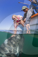 California gray whale calf, Eschrichtius robustus, underwater with tourists in San Ignacio Lagoon, Baja California Sur, Mexico