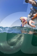 California gray whale calf, Eschrichtius robustus, underwater with tourists in San Ignacio Lagoon, Baja California Sur, Mexico