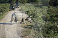 Young Indian rhinoceros (Rhinoceros unicornis) crossing a road in front of a vehicle with tourists, Kaziranga , Assam, India