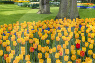 Rows of multi-colored tulips in bloom, Keukenhof Gardens Exhibit, Lisse, South Holland, The Netherlands
