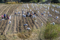 Potatoes harvesting, Atskuri, Samtskhe-Javakheti region, Georgia