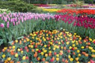 Flower garden with multi-colored tulips in bloom, Keukenhof Gardens Exhibit, Lisse, South Holland, The Netherlands