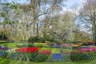 Flower garden with multi-colored tulips in bloom, Keukenhof Gardens Exhibit, Lisse, South Holland, The Netherlands