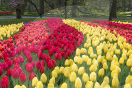 Rows of multi-colored tulips in bloom, Keukenhof Gardens Exhibit, Lisse, South Holland, The Netherlands