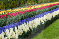 Rows of multi-colored tulips and Hyacinths in bloom, Keukenhof Gardens Exhibit, Lisse, South Holland, The Netherlands