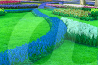 Flower garden with multi-colored tulips an Grape Hyacinths in bloom, Keukenhof Gardens, Lisse, South Holland, The Netherlands