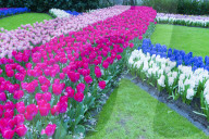 Rows of multi-colored tulips and Hyacinths in bloom, Keukenhof Gardens Exhibit, Lisse, South Holland, The Netherlands