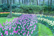 Rows of multi-colored tulips in bloom, Keukenhof Gardens Exhibit, Lisse, South Holland, The Netherlands