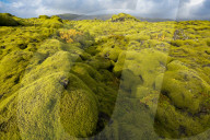 Landscape of lava covered in moss, South Iceland, Polar Regions