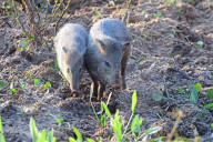 Pecari, Pantanal, Mato Groso, Brazil, South America