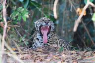 Jaguar, Pantera Onca, Pantanal, Mato Groso, Brazil, South America