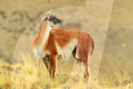 Guanaco, Lama Guanicoide, Patagonia, Chile, South America