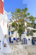 Square with blossoming tree, whitewashed buildings, flowers, blue sky, Mykonos Town, Mykonos, Cyclades, Greek Islands, Greece