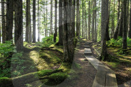 Mount Dewey trail, Wrangell, outback pioneer port and fishing community, gateway to Stikine River, Inside Passage, Alaska, USA