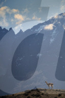 A guanaco (Lama guanaco) in front of the mountains of the Torres del Paine range
