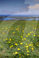 Wild meadowlands on Chiloe island