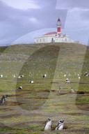 Chile Patagonia, Magellanic penguins (Spheniscus magellanicus) nesting on an island near Punta Arenas