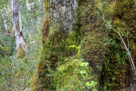 Moss and lichen covered bark in Patagonian Nothofagus beech forest, Alberto de Agostini National Park, Tierra del Fuego