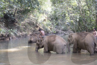 Asia, South East Asia, Cambodia, Mondulkiri, Elephant Sanctuary, rescue elephants