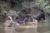Asia, South East Asia, Cambodia, Mondulkiri, Elephant Sanctuary
