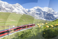 The Wengernalpbahn rack railway framed by flowers and snowy peaks, Wengen, Bernese Oberland, Canton of Bern, Switzerland, Europe