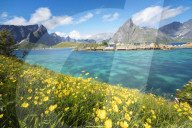 Yellow flowers in bloom beside the turquoise sea and the fishing village of Sakrisoy, Reine, Moskenesoya, Lofoten Islands, Norway, Scandinavia, Europe