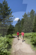 Hikers proceed on the path in the green woods of Col de Bavella (Pass of Bavella) Solenzara Southern Corsica France Europe