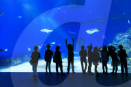 Silhouettes of children looking at fishes, Aquarium of Den Bla Planet, Kastrup, Copenhagen, Denmark